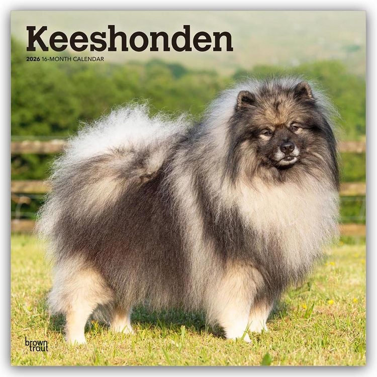 Produktbild: Keeshonden – Wolfsspitz 2026 – 16-Monatskalender