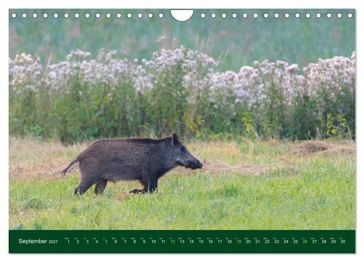 Produktbild: Wild Boars (Wall Calendar 2027 DIN A4 landscape), CALVENDO 12 Month Wall Calendar