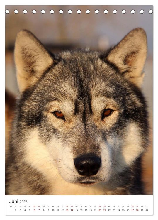 Produktbild: Faszination Husky (Tischkalender 2026 DIN A5 hoch), CALVENDO Monatskalender