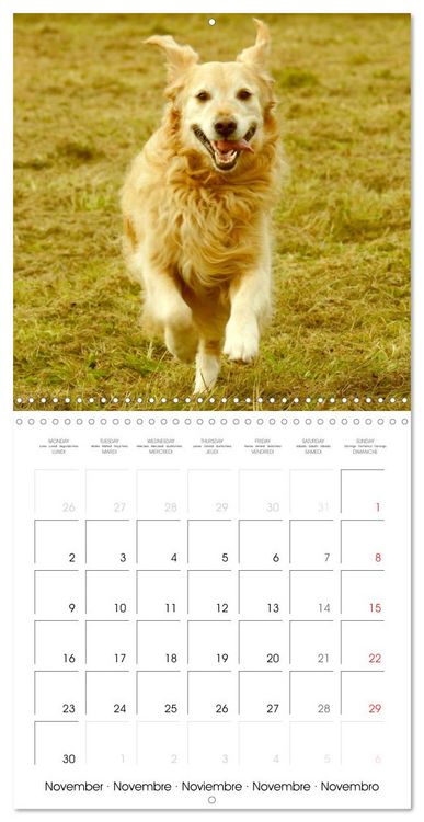 Produktbild: Happy Golden Retriever (Wall Calendar 2026 12 &times; 12 Inch) CALVENDO 12 Month Wall Calendar