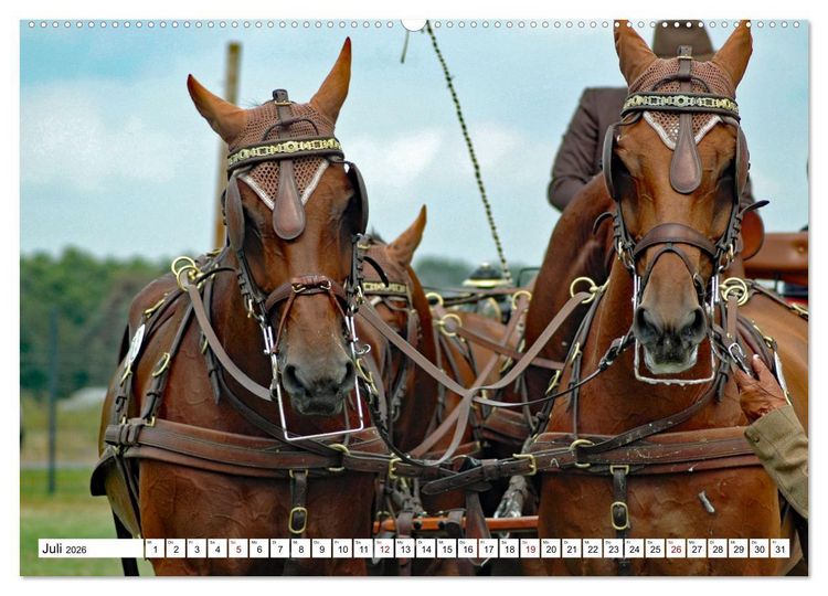 Produktbild: Viersp&auml;nner Herausforderung Fahrsport (Wandkalender 2026 DIN A2 quer), CALVENDO Monatskalender