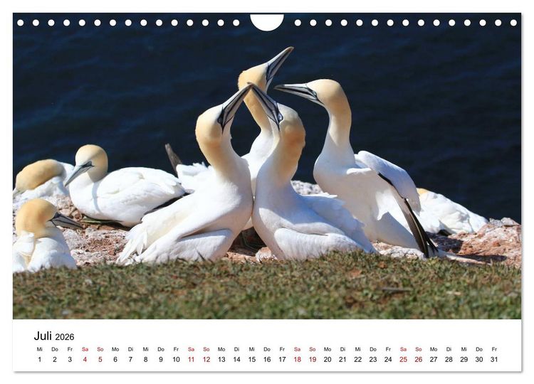 Produktbild: Deutsche Hochseeinsel Helgoland (Wandkalender 2026 DIN A4 quer), CALVENDO Monatskalender