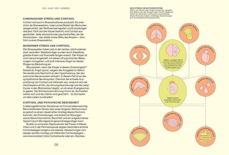 Produktbild: Alles, was du &uuml;ber Hormone wissen musst