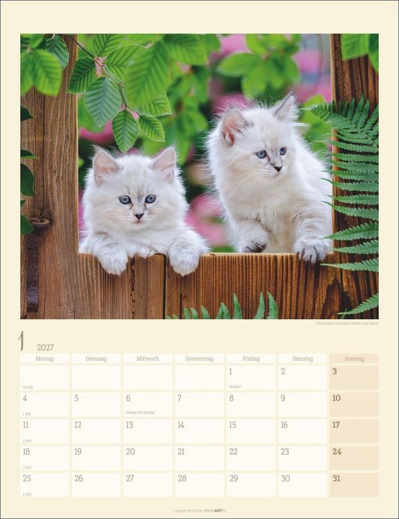 Produktbild: Katzen auf dem Lande Kalender 2027