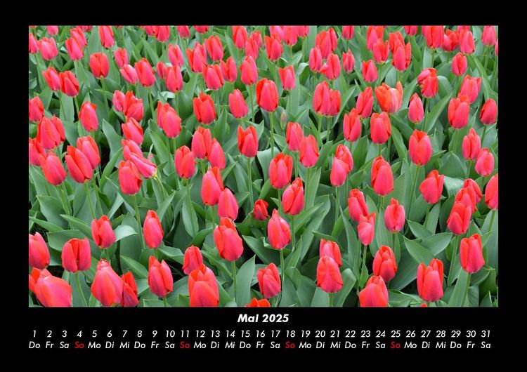 Produktbild: Blumenzauber 2025 Fotokalender DIN A3
