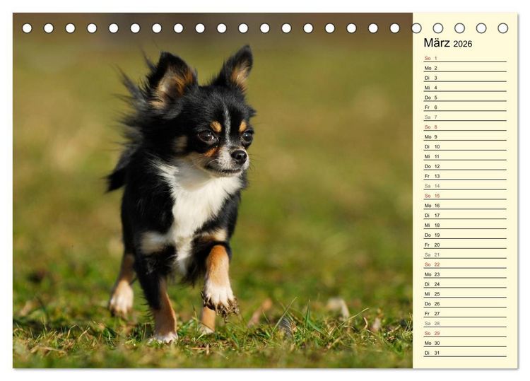 Produktbild: Chihuahua - Kleine Hunde ganz gro&szlig; (Tischkalender 2026 DIN A5 quer), CALVENDO Monatskalender