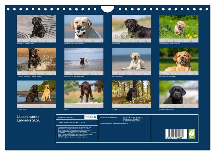 Produktbild: Liebenswerter Labrador 2026 (Wandkalender 2026 DIN A4 quer), CALVENDO Monatskalender