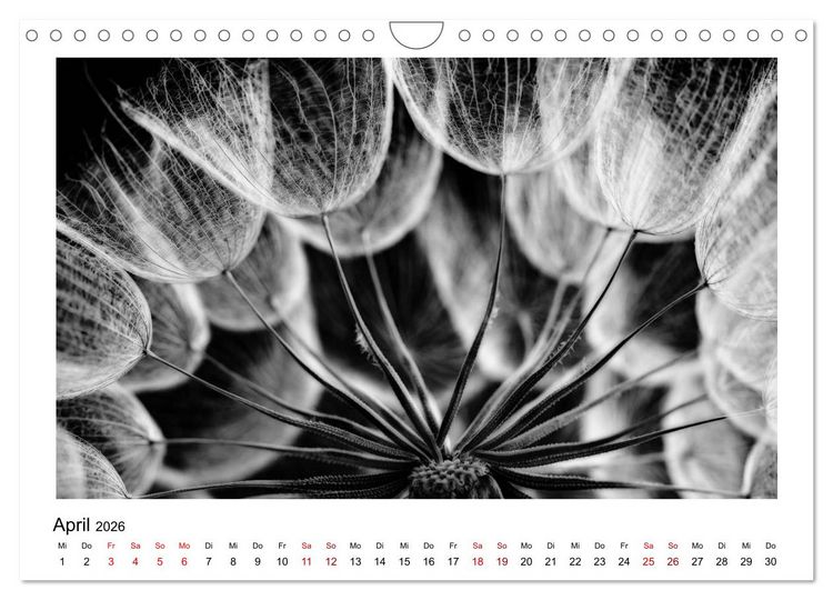 Produktbild: Die grafische Sch&ouml;nheit der Pflanzen &ndash; Schwarz-Wei&szlig; (Wandkalender 2026 DIN A4 quer), CALVENDO Monatskalender
