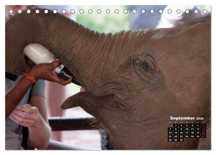Produktbild: Bedrohte Riesen - Elefanten in Sri Lanka (Tischkalender 2026 DIN A5 quer), CALVENDO Monatskalender