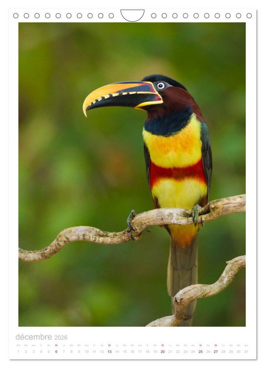 Produktbild: Le Pantanal (Calendrier mural 2026 DIN A4 horizontal), CALVENDO calendrier mensuel