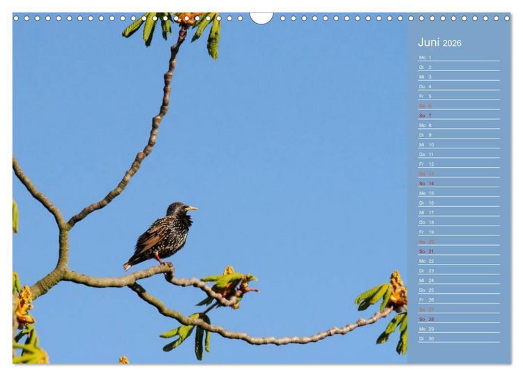 Produktbild: Gefiederte Gartenfreunde (Wandkalender 2026 DIN A3 quer), CALVENDO Monatskalender