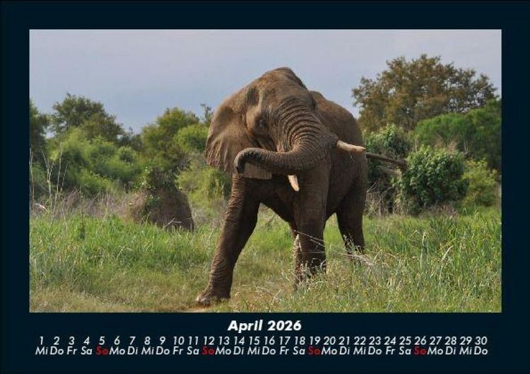 Produktbild: Der Elefantenkalender 2026 Fotokalender DIN A5