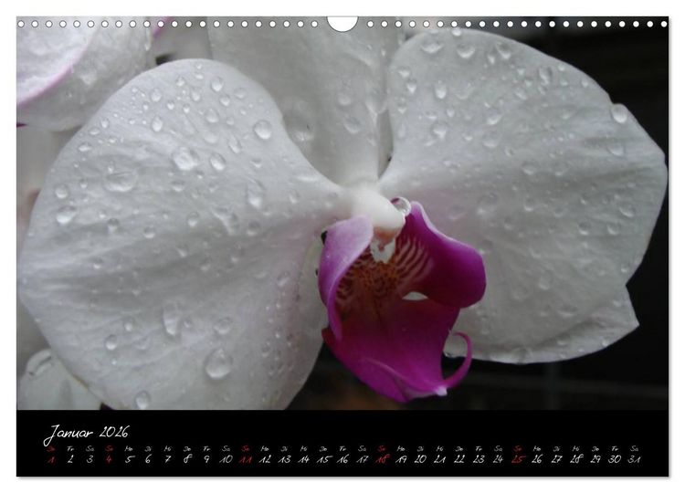 Produktbild: Farbenreiche Orchideen (Wandkalender 2026 DIN A3 quer), CALVENDO Monatskalender