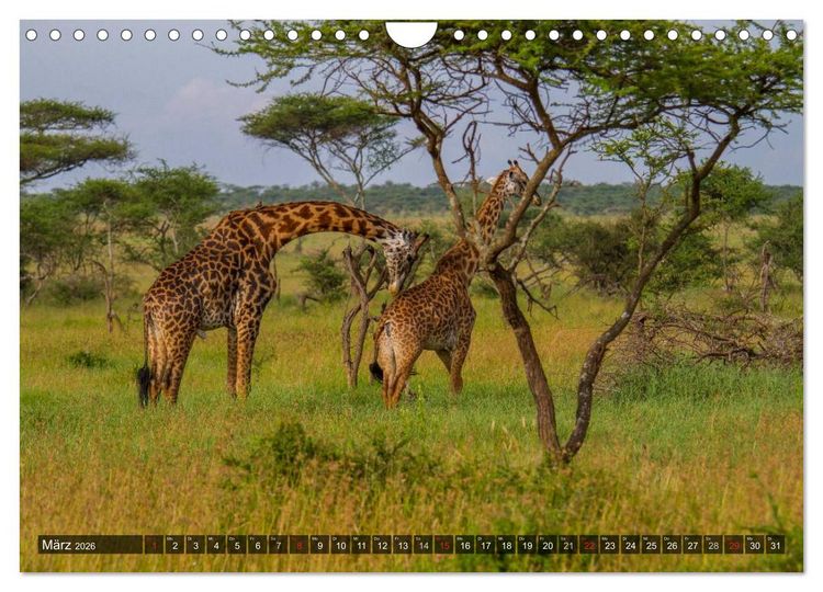 Produktbild: Abenteuer Tansania, Afrika (Wandkalender 2026 DIN A4 quer), CALVENDO Monatskalender