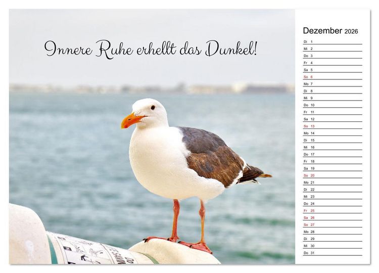 Produktbild: Lebensweisheiten der M&ouml;we - Im Flug des Lebens (Wandkalender 2026 DIN A2 quer), CALVENDO Monatskalender