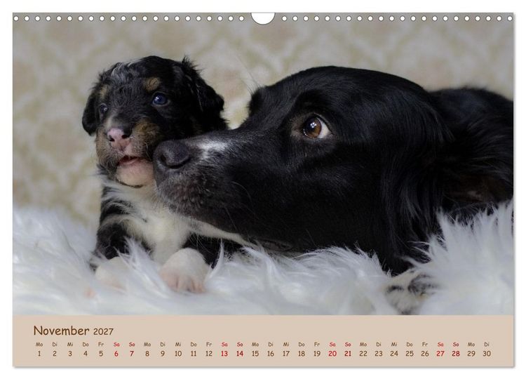 Produktbild: Achtung die Welpen kommen. (Wandkalender 2027 DIN A3 quer), CALVENDO Monatskalender