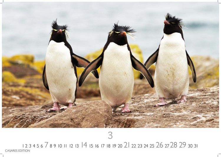 Produktbild: Pinguine Kalender 2027 &ndash; Wandkalender | Fotokalender Tierkalender 35x50cm Grosses Format | . mit niedlichen Pinguin-Motiven im antarktischen Lebensraum.