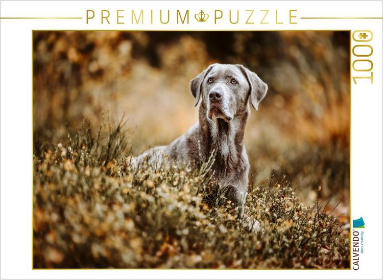 Produktbild: CALVENDO Puzzle Labrador Retriever im Wald | 1000 Teile Lege-Gr&ouml;&szlig;e 64x48cm Foto-Puzzle f&uuml;r gl&uuml;ckliche Stunden