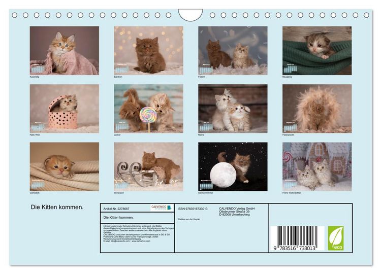 Produktbild: Die Kitten kommen. (Wandkalender 2026 DIN A4 quer), CALVENDO Monatskalender