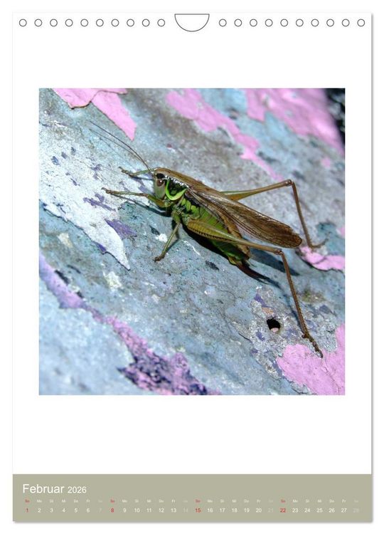 Produktbild: Artenvielfalt der Insekten (Wandkalender 2026 DIN A4 hoch), CALVENDO Monatskalender