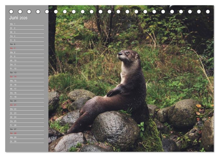 Produktbild: Otter. Frech, laut und clever (Tischkalender 2026 DIN A5 quer), CALVENDO Monatskalender
