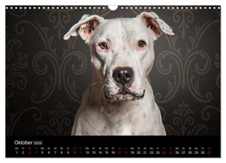 Produktbild: DOGO ARGENTINO (Wandkalender 2026 DIN A3 quer), CALVENDO Monatskalender