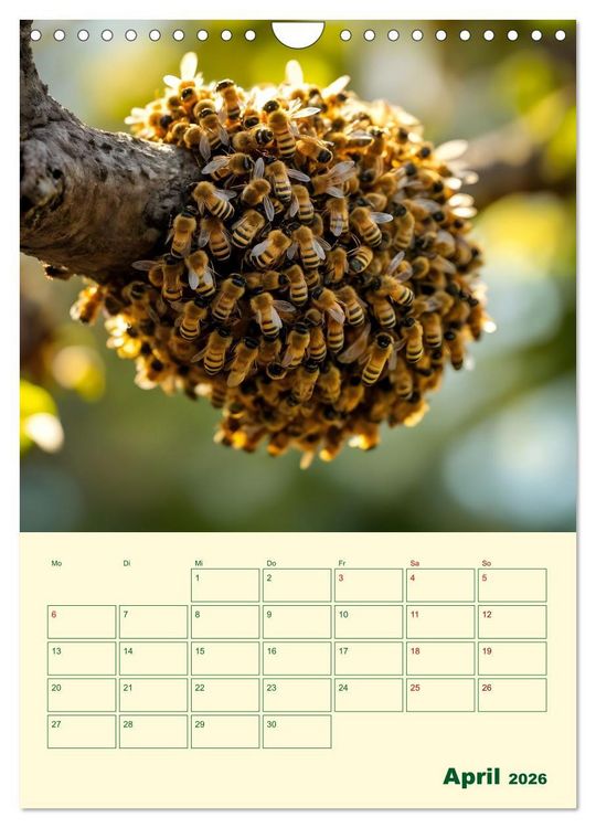 Produktbild: Bienenblick &ndash; Ein Jahr mit den Bienen (Wandkalender 2026 DIN A4 hoch), CALVENDO Monatskalender