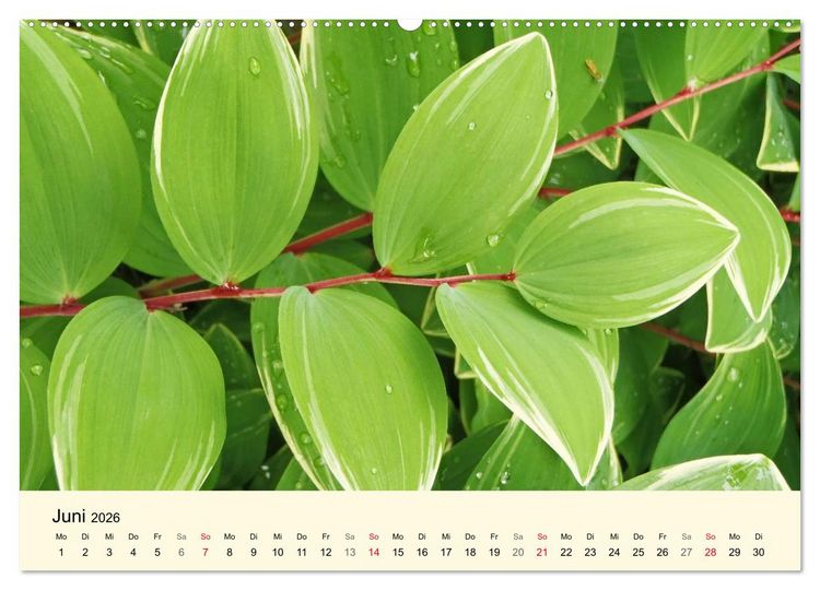 Produktbild: Kraftquelle Gr&uuml;n (Wandkalender 2026 DIN A2 quer), CALVENDO Monatskalender