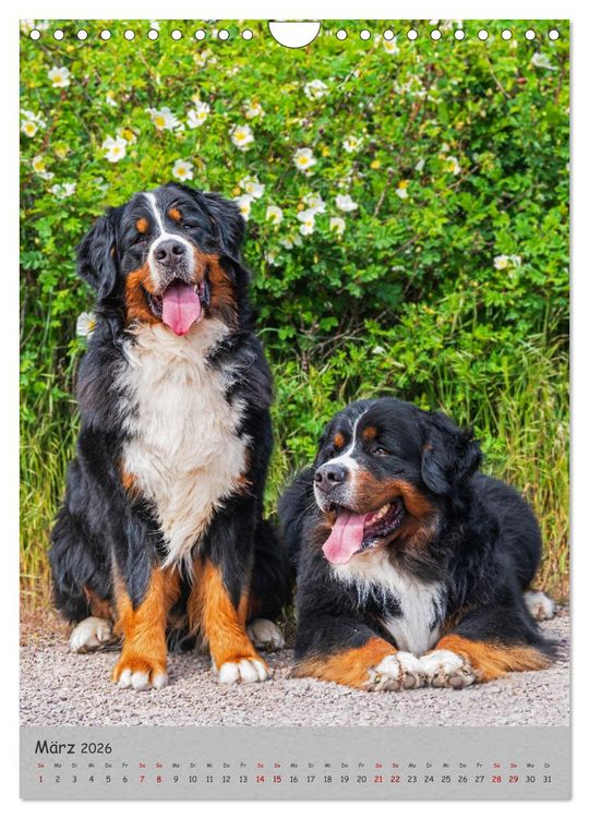 Produktbild: Berner Sennenhund - Ein Hund f&uuml;r alle F&auml;lle (Wandkalender 2026 DIN A4 hoch), CALVENDO Monatskalender