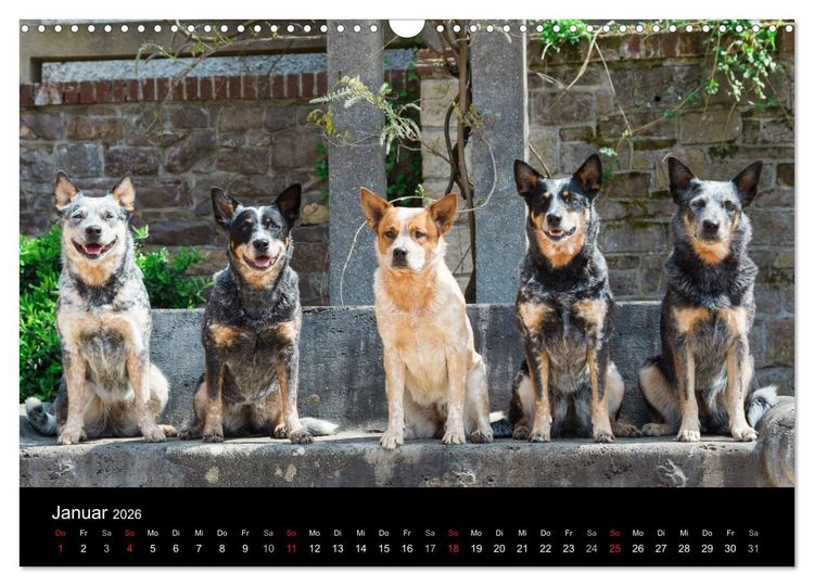 Produktbild: Australian Cattle Dogs zwischen Kunst und Kultur (Wandkalender 2026 DIN A3 quer), CALVENDO Monatskalender