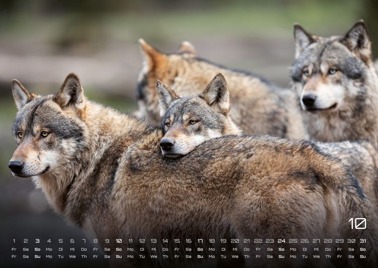 Produktbild: Wolf &ndash; Im Schatten des Waldes - 2027 - Kalender DIN A2