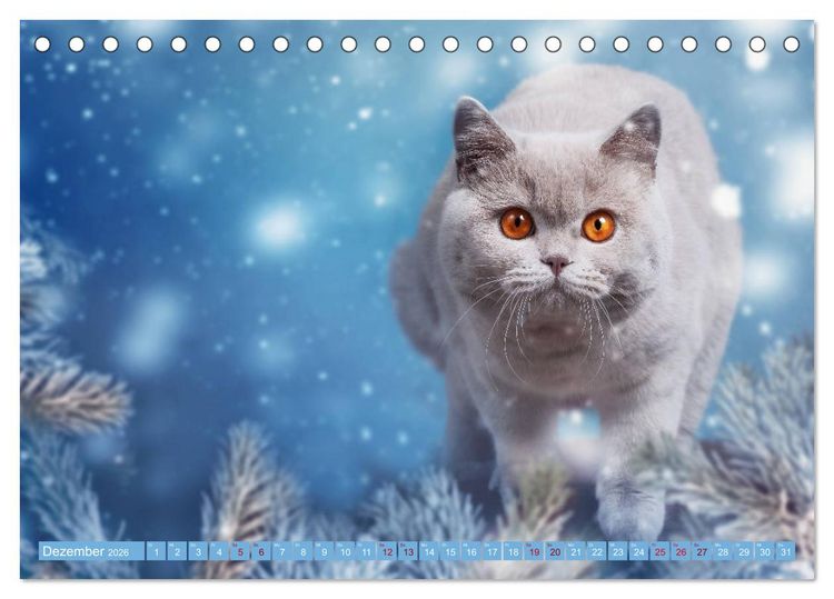 Produktbild: Kittens - Britisch Kurzhaar Katzenkinder (Tischkalender 2026 DIN A5 quer), CALVENDO Monatskalender