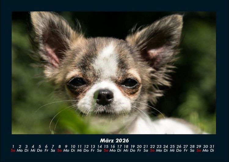 Produktbild: Hundezauber 2026 Fotokalender DIN A4