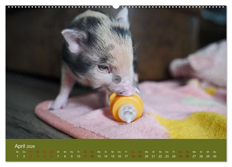 Produktbild: Faszination Minischweine (hochwertiger Premium Wandkalender 2026 DIN A2 quer), Kunstdruck in Hochglanz