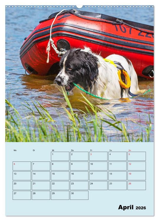 Produktbild: Familienplaner Landseer - Freund und Retter (hochwertiger Premium Wandkalender 2026 DIN A2 hoch), Kunstdruck in Hochglanz