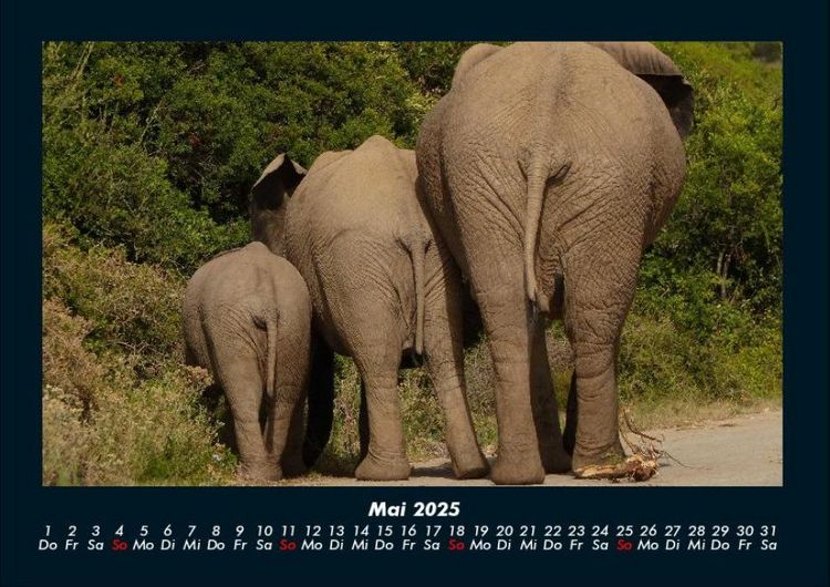 Produktbild: Elefanten - Die sanften Riesen Afrikas 2025 Fotokalender DIN A4