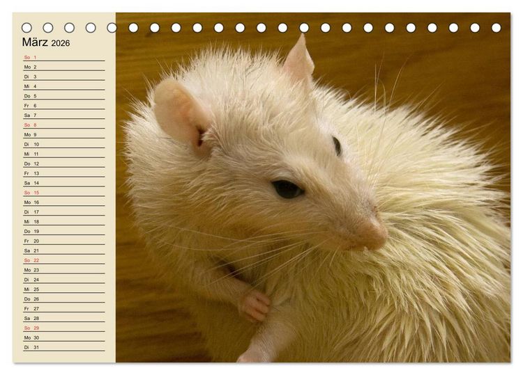 Produktbild: Ratten. Gelehrige Haustiere (Tischkalender 2026 DIN A5 quer), CALVENDO Monatskalender