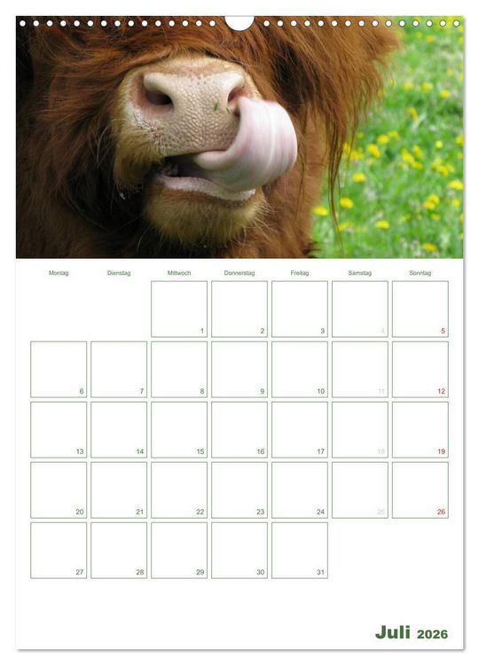 Produktbild: Kuhle K&uuml;he 2026 (Wandkalender 2026 DIN A3 hoch), CALVENDO Monatskalender