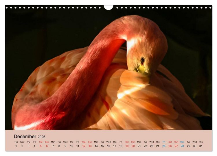 Produktbild: Just Flamingos (Wall Calendar 2026 DIN A3 landscape), CALVENDO 12 Month Wall Calendar