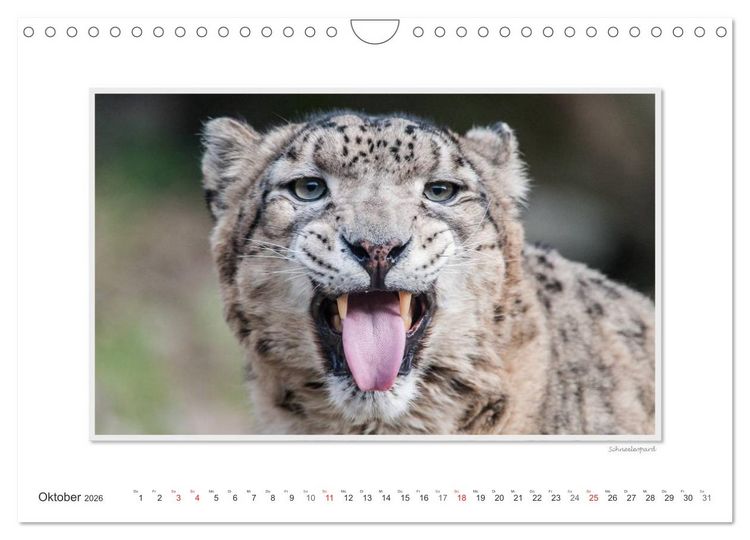 Produktbild: Emotionale Momente: Gro&szlig;e Raubkatzen der Welt. (Wandkalender 2026 DIN A4 quer), CALVENDO Monatskalender