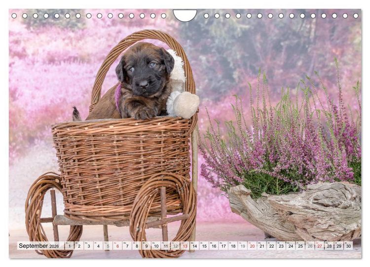 Produktbild: Berger de Brie - Welpen (Wandkalender 2026 DIN A4 quer), CALVENDO Monatskalender