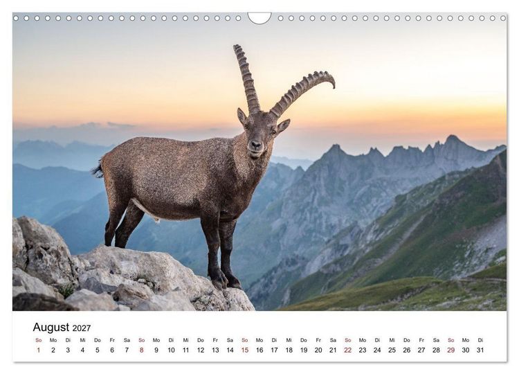 Produktbild: Steinb&ouml;cke - Eindr&uuml;ckliche K&ouml;nige der Alpen (Wandkalender 2027 DIN A3 quer), CALVENDO Monatskalender