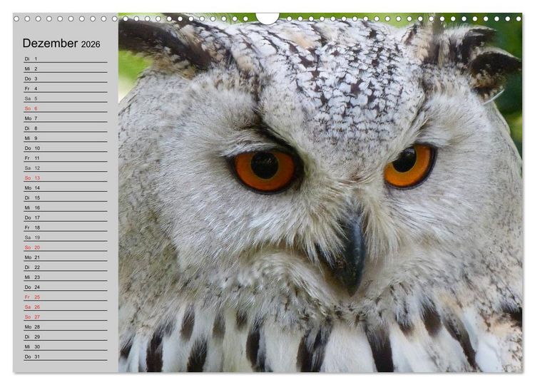 Produktbild: Eulen. W&auml;chter der Nacht (Wandkalender 2026 DIN A3 quer), CALVENDO Monatskalender