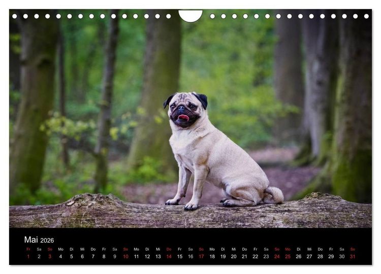 Produktbild: Mops 2026 (Wandkalender 2026 DIN A4 quer), CALVENDO Monatskalender