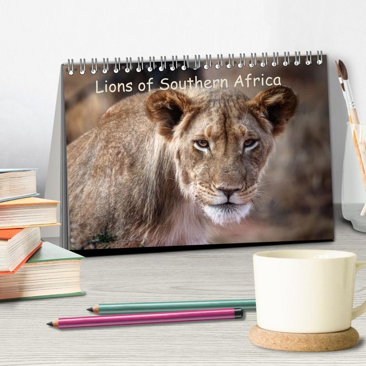 Produktbild: Lions of Southern Africa (Desk Calendar 2026 DIN A5 landscape), CALVENDO 12 Month DeskCalendar
