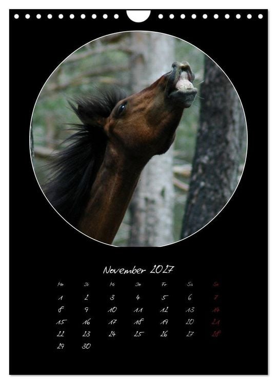 Produktbild: Crazy horses (Wandkalender 2027 DIN A4 hoch), CALVENDO Monatskalender