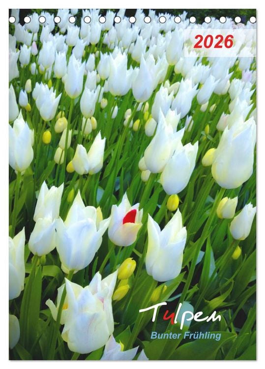 Produktbild: Tulpen. Bunter Fr&uuml;hling (Tischkalender 2026 DIN A5 hoch), CALVENDO Monatskalender
