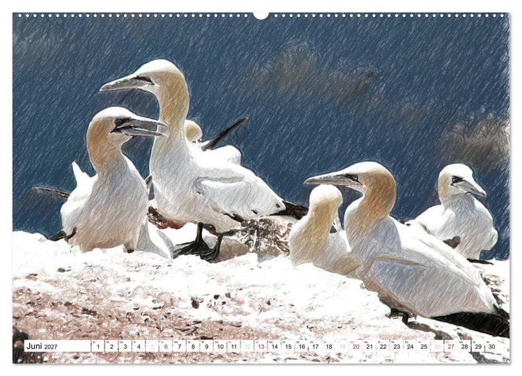 Produktbild: Schottlands Vogelwelt - Ein Portr&auml;t in Zeichnungen (Wandkalender 2027 DIN A2 quer), CALVENDO Monatskalender