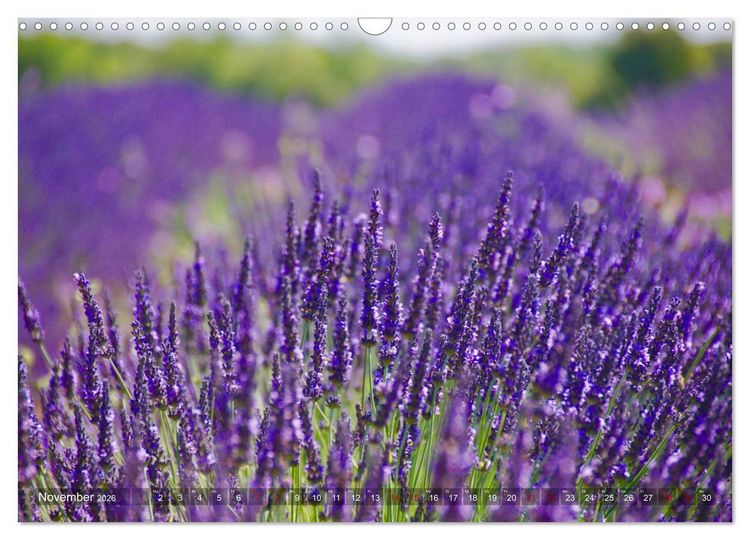 Produktbild: Lavendel. Der Duft der Provence (Wandkalender 2026 DIN A3 quer), CALVENDO Monatskalender
