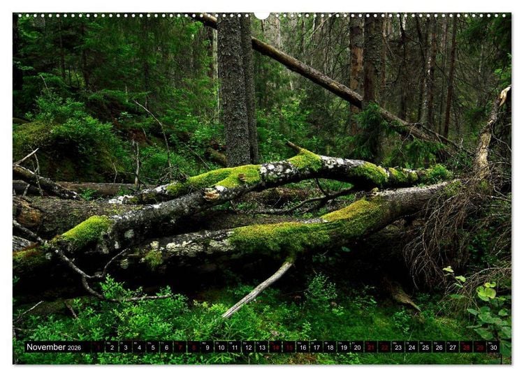 Produktbild: Tiveden, der NatURWALD in Schweden (hochwertiger Premium Wandkalender 2026 DIN A2 quer), Kunstdruck in Hochglanz